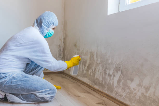 Licensed Mold Remediation service in Watertown, MN - WQB Mold Removal